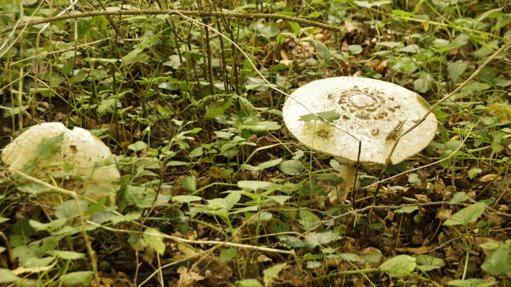 _dsc8504.jpg